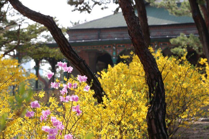 韓国・ソウルにも春が到来。お花見も、おいしいグルメも。春のソウルの楽しみ方