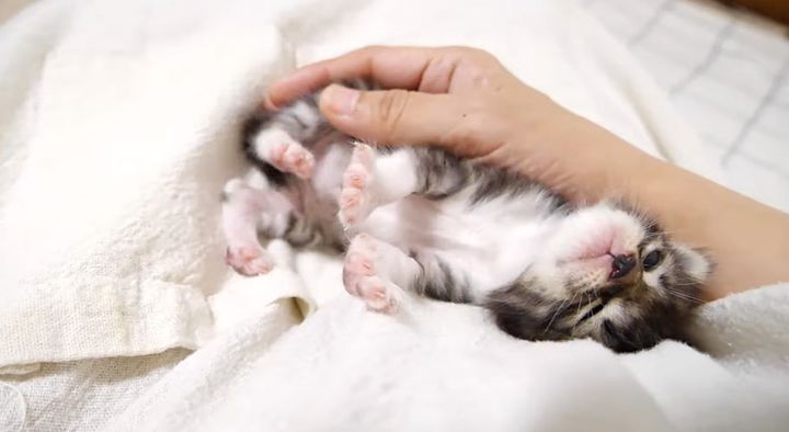 膝の上で甘える子猫