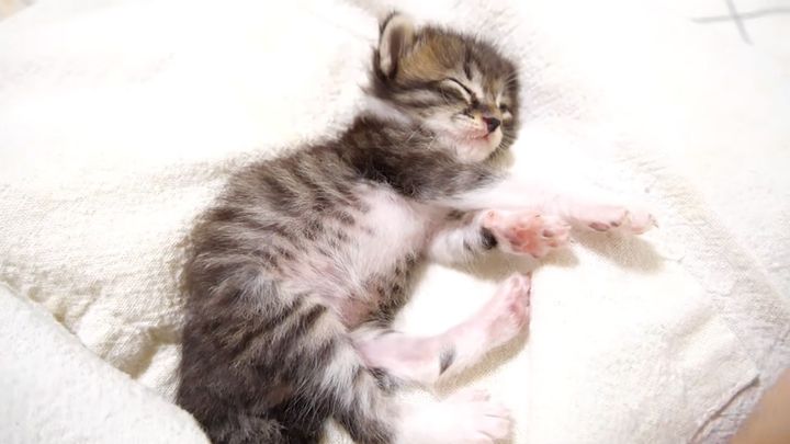 眠りに落ちる子猫