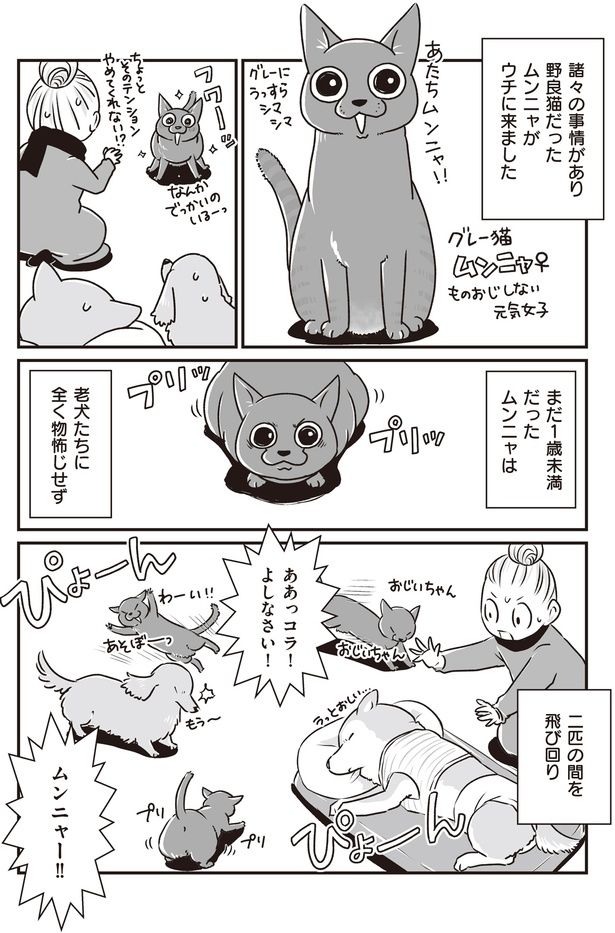 老犬たちに全く物怖じせず (C)真希 ナルセ／KADOKAWA