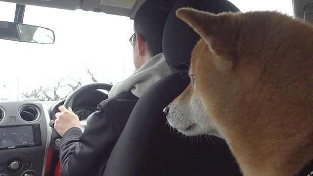 どこに向かっているのか気になる様子