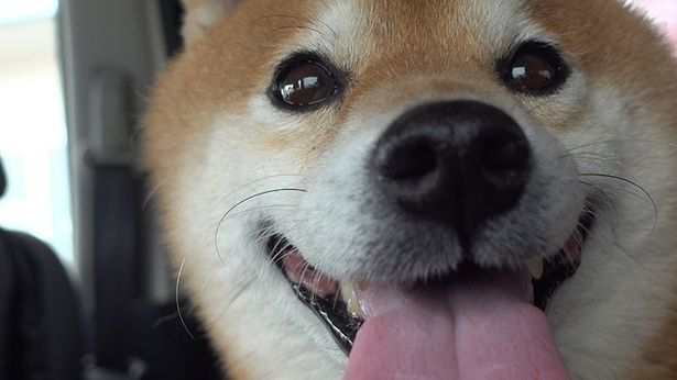 病院が終わって、明らかに表情が変わるはちくん