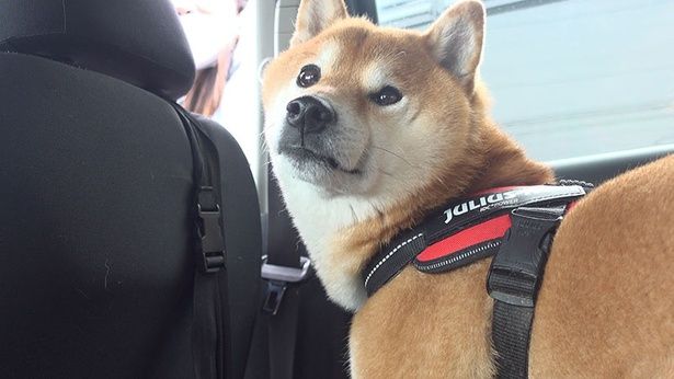  「まだ呼ばれないの？」と言いたそうな顔