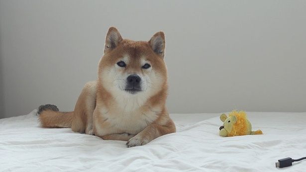 「病院」と言われて、その場から動かないはちくん