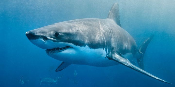 サメなんて存在しないのか？ 人々がサメと呼ぶ多くは古いサメ系統よりエイに近い関係にある