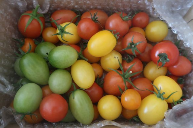 カラフルトマト