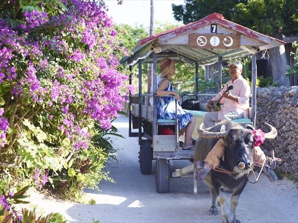 朝の水牛車散歩