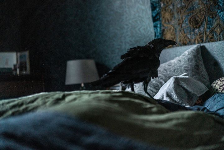 ベッドに止まる一羽のカラス…映画『フェザーズ その家に巣食うもの』新場面写真 （C）THE THING WITH FEATHERS LTD／THE BRITISH FILM INSTITUTE／CHANNEL FOUR TELEVISION CORPORATION 2025 ALL RIGHTS RESERVED. width=