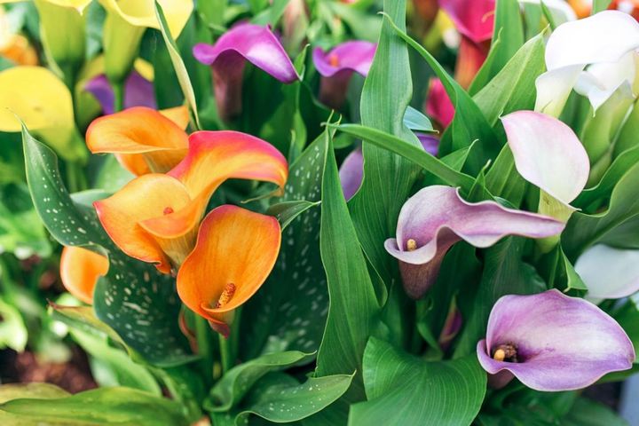 春植え球根8選！夏に主役の大きな花を咲かせる方法とは？植えっぱなしOKも紹介【ガーデニング】