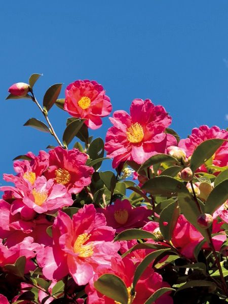 【花】「光」を意識して上手に撮るコツ