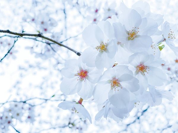 【花】「光」を意識して上手に撮るコツ