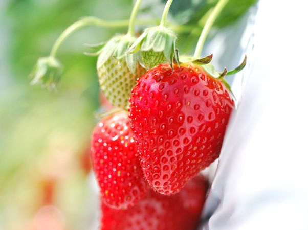 イチゴ狩りのおすすめの時期は？