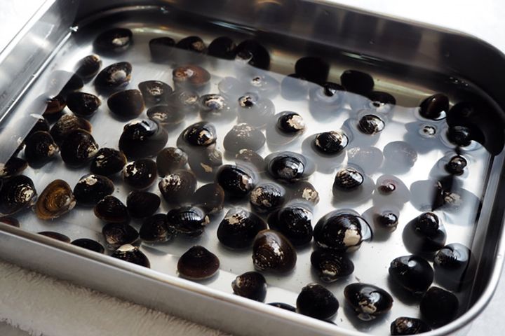 シジミの砂出しは薄めの食塩水で行い、重ならないように広げて長時間浸すのがポイント。