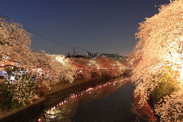 夜桜ライトアップの様子 画像提供：横浜市南区役所