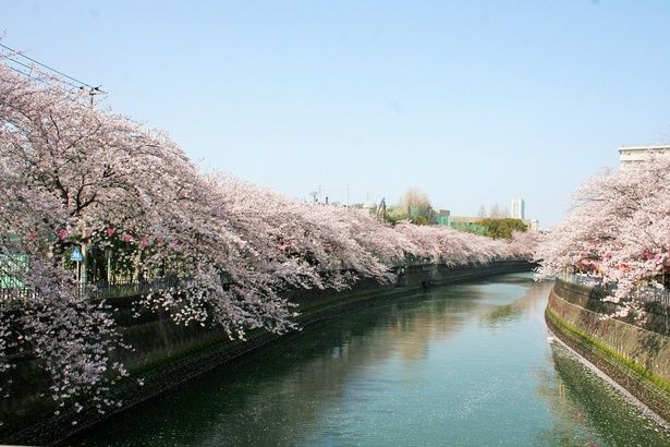 両岸に続く圧巻の桜並木 画像提供：横浜市南区役所