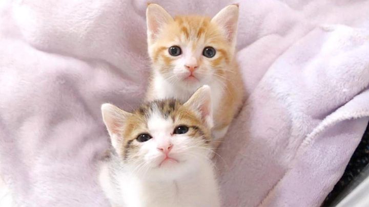 同じように育てられた子猫達