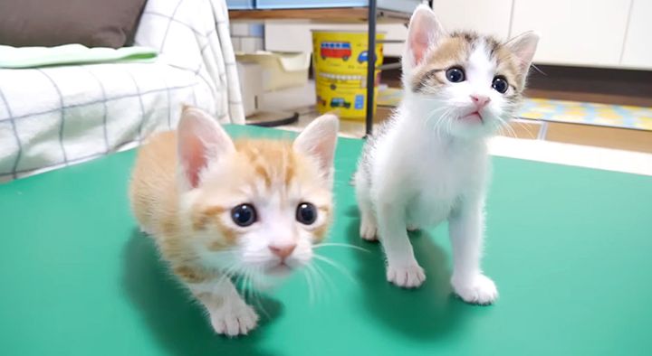 性格が違う子猫達