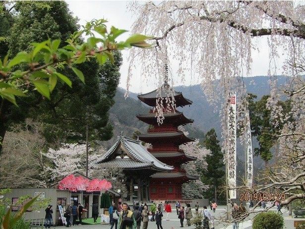 桜と新緑のコントラストが見事/身延山久遠寺の桜 画像提供：身延町身延山観光協会