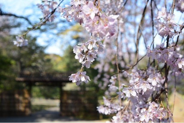 名物のしだれ桜は必見/六義園の桜 画像提供：公益財団法人東京都公園協会