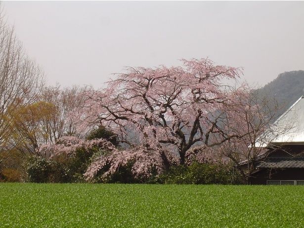 山里の緑を背景に淡いピンクの桜が映える/宝珠寺の桜 画像提供：神埼市商工観光課