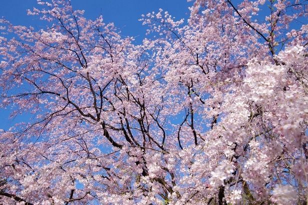 開花を迎えた桜名所を紹介(写真は六義園の桜) 画像提供：公益財団法人東京都公園協会