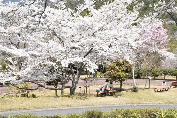 ソメイヨシノの並木/ひろしま遊学の森 広島県緑化センター さくら通りの桜 画像提供：ひろしま遊学の森 広島県緑化センター