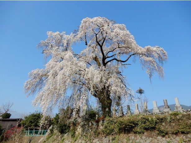 巨大なしだれ桜は圧巻の美しさ/原間のイトザクラ 画像提供：南部町役場