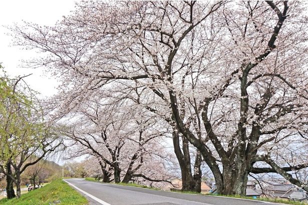 400本以上の桜が訪れる客を楽しませる/木曽川堤の桜 画像提供：一宮市観光協会