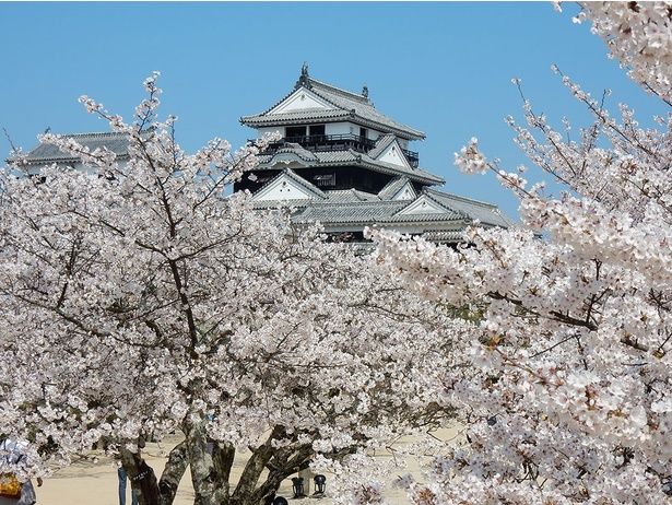 桜に囲まれ、松山城がより引き立つ/松山城(城山公園)の桜 画像提供：松山城総合事務所