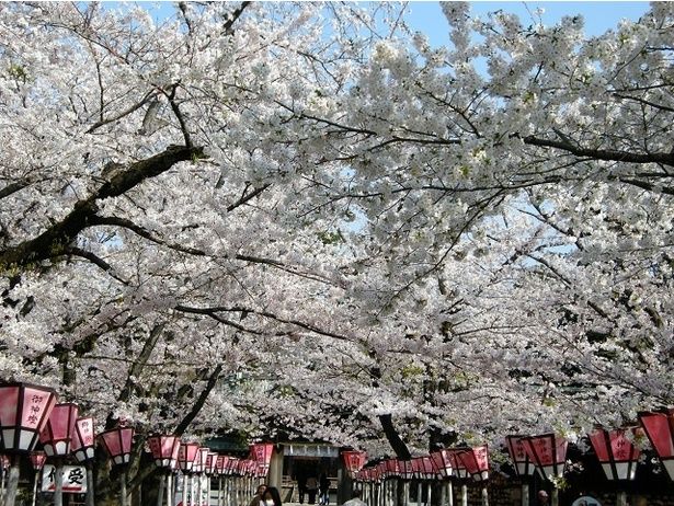 満開の桜のトンネルを楽しむことができる/三嶋大社の桜 画像提供：三嶋大社