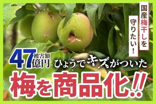 【和歌山県みなべ町】規格外の南高梅と天日塩だけで作られる新食感おやつ「うめぼちっぷす」発売！