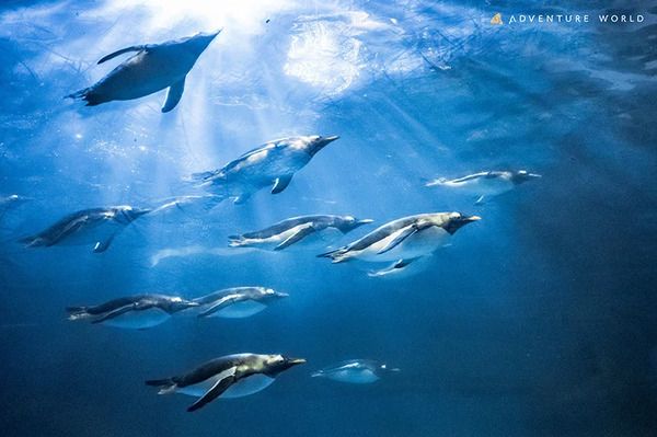 【和歌山県白浜町】アドベンチャーワールドに、ペンギンたちと五感で対話するための新空間が誕生！
