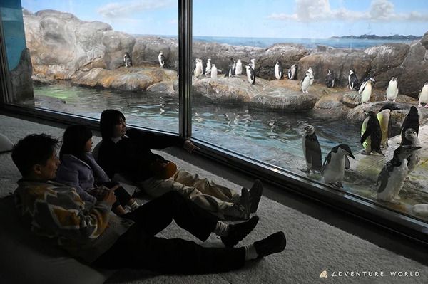 【和歌山県白浜町】アドベンチャーワールドに、ペンギンたちと五感で対話するための新空間が誕生！