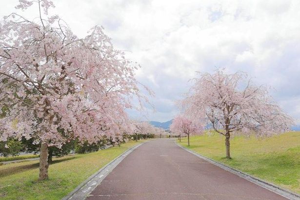 大はらっぱの散策路の両脇に、しだれ桜が美しく立ち並ぶ「三段池公園」 画像提供：三段池公園