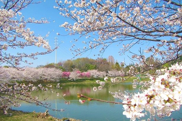 目の前の桜はもとより、水面に映る桜も美しい「花博記念公園 鶴見緑地」の大池西側 画像提供：花博記念公園 鶴見緑地