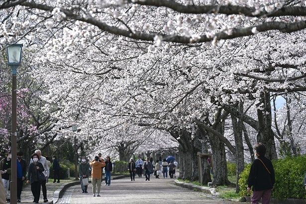 「七谷川・和らぎの道の桜」は、桜色のグラデーションが魅力 画像提供：(一社)亀岡市観光協会
