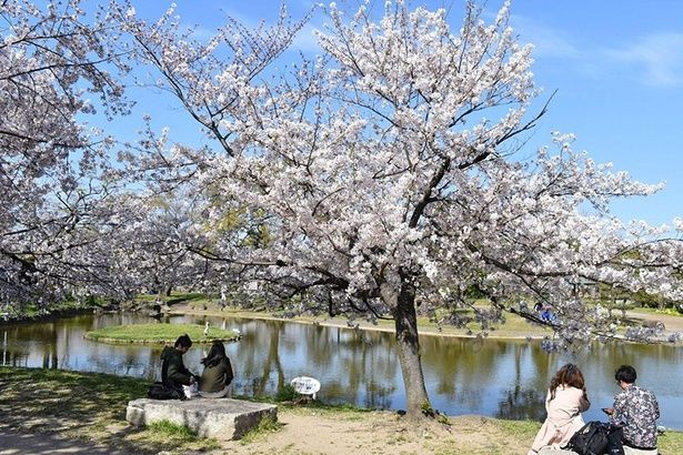 天気のいい日には花見客が大勢訪れる「住吉公園」 画像提供：住吉公園管理事務所