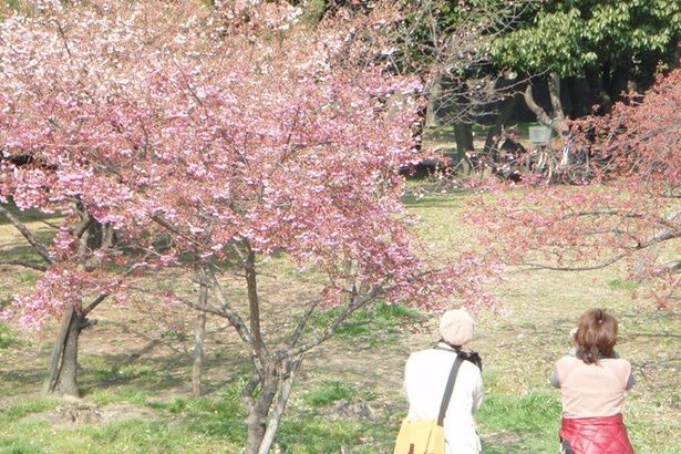 「住之江公園」の桜 画像提供：住之江公園管理事務所