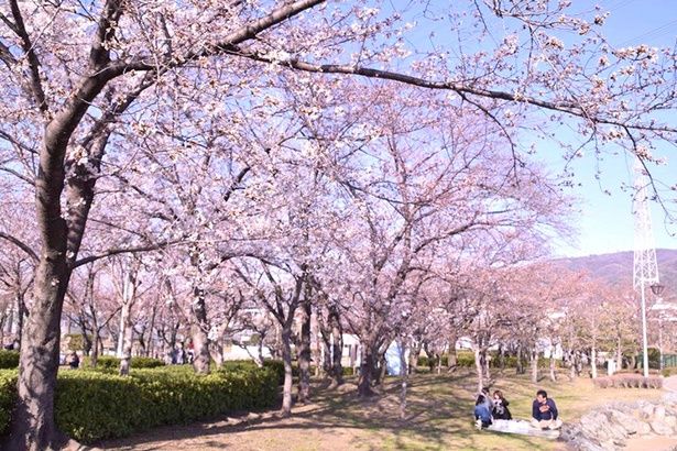 その名の通り開花時期には桜で彩られる「花園中央公園」の「桜の広場」 画像提供：東大阪市