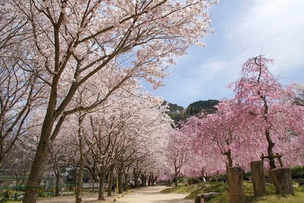 「笠置キャンプ場(木津川畔)」は、道の両側に満開の桜が並ぶ光景が圧巻 画像提供：笠置町