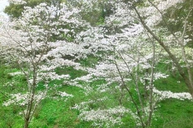 「長野公園(奥河内さくら公園)」の山肌に咲く桜 画像提供：都市公園長野公園管理共同体
