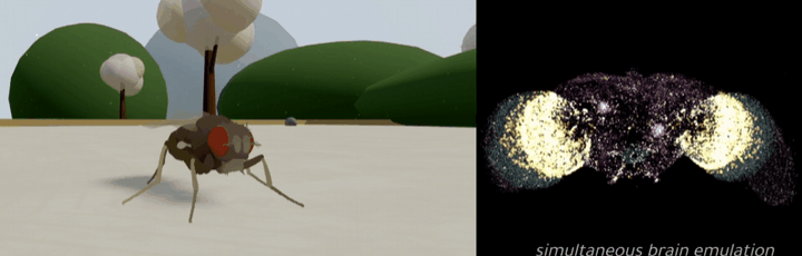 ハエの全脳エミュレーションを達成！ 生命のデジタル化が「現実」へ大きく前進