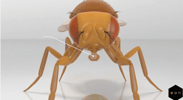 ハエの全脳エミュレーションを達成！ 生命のデジタル化が「現実」へ大きく前進