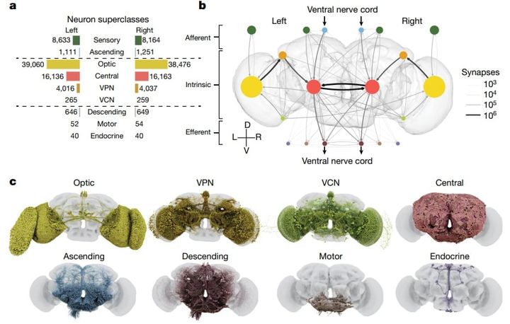 脳の地図はどう作られたのか