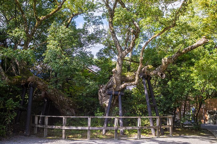 外宮の宮域内で最も古い楠の一つといわれる清盛楠