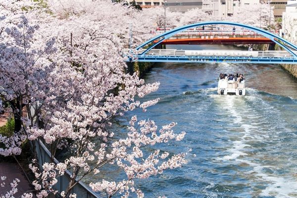 【東京都】「目黒川お花見クルーズ」の運航便を増便！「BARスタイルプラン」にも注目