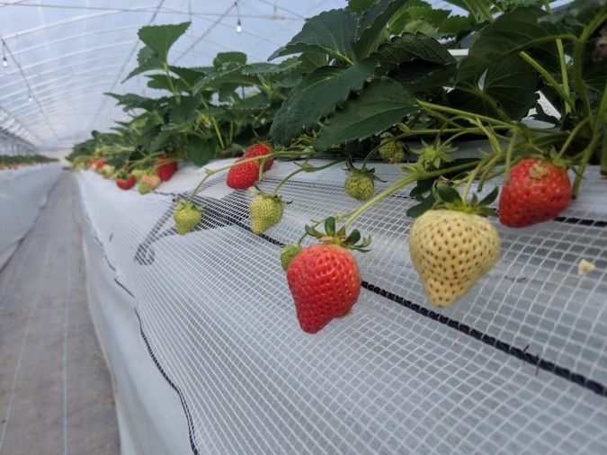 くわの農園 いちご狩り2