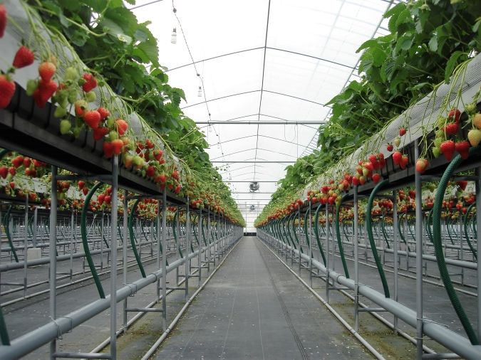 らいおん果樹園のいちご