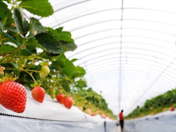 マエムラファーム いちご狩り