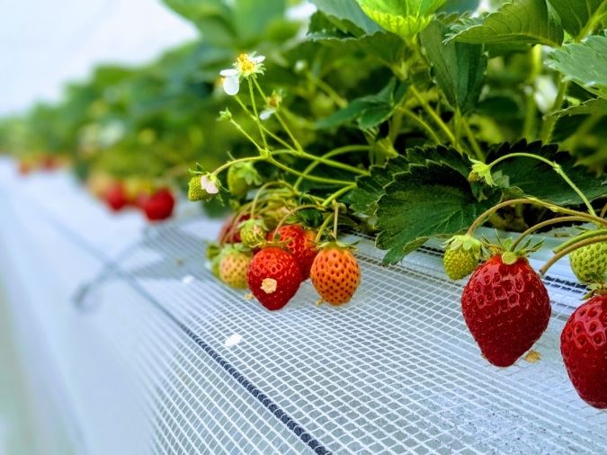 くわの農園 いちご狩り